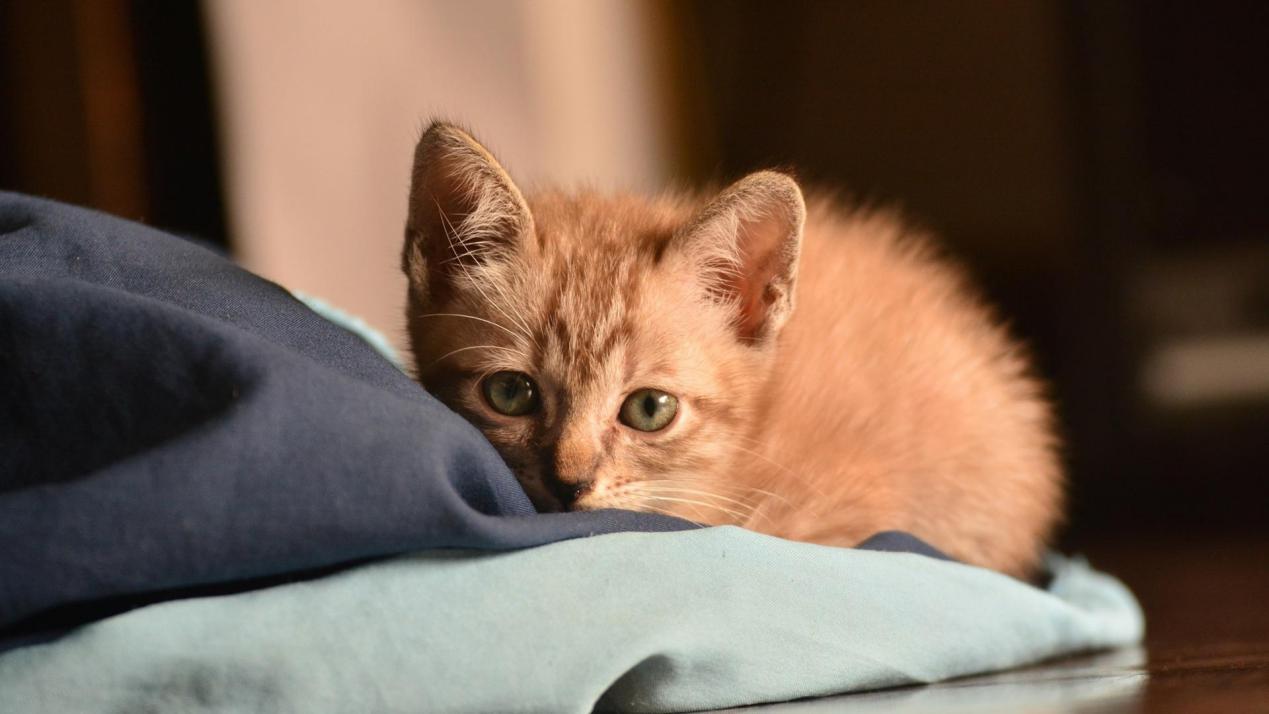 养猫猫毛对人有危害吗,猫毛会进入人的呼吸道吗