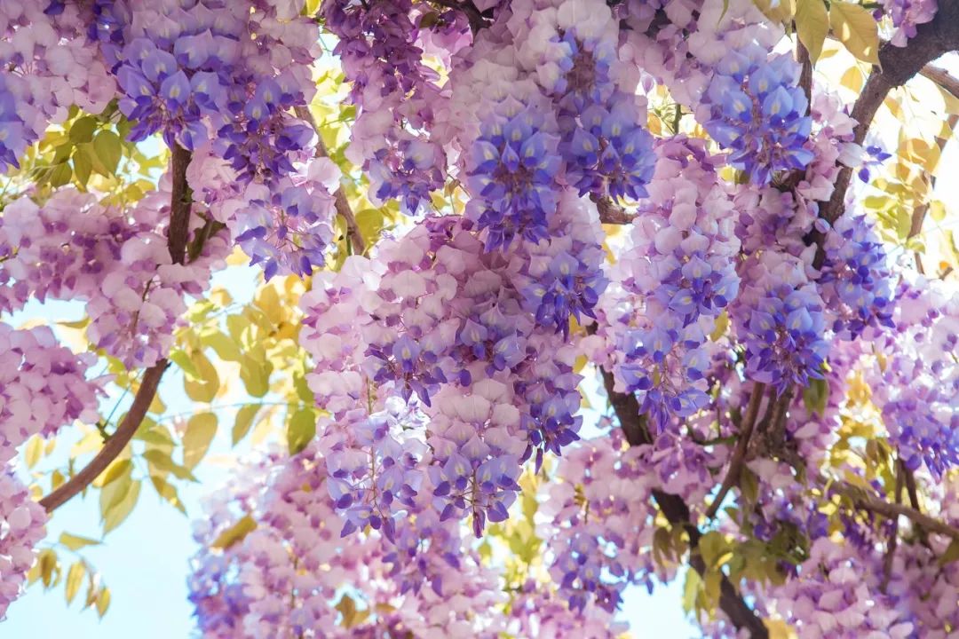 芳菲四月不负韶华,只闻花香不争朝夕唯美诗句