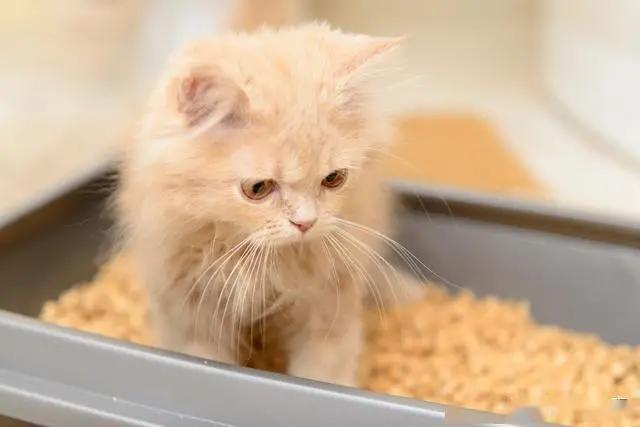 猫咪不会用滚珠怎么教,猫咪不会埋屎只会刨猫砂盆