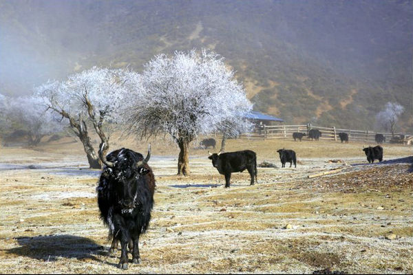 冬天的香格里拉真的很冷,香格里拉冬季旅游
