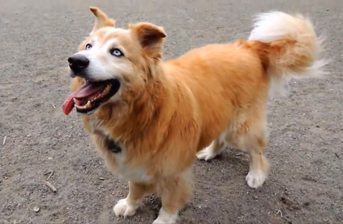 这些哈士奇都不是“纯种”的，但是比纯种二哈更有笑点