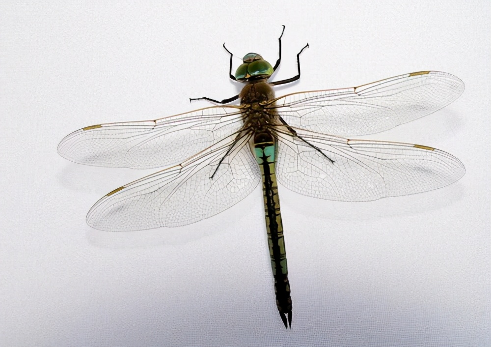 麦当劳汉堡有虫事件,女子吃麦当劳汉堡吃出蛆虫