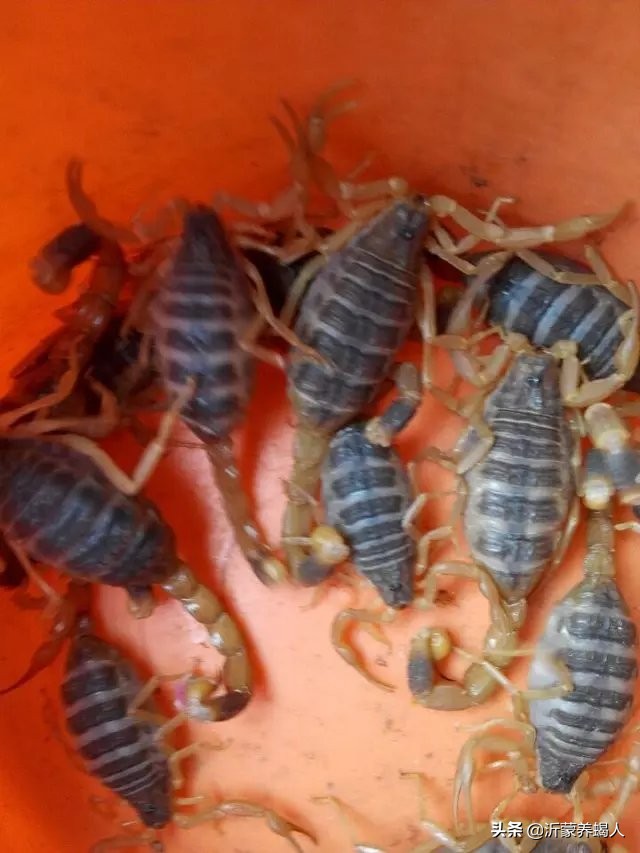 蝎子养殖到底靠谱吗,蝎子的养殖前景如何