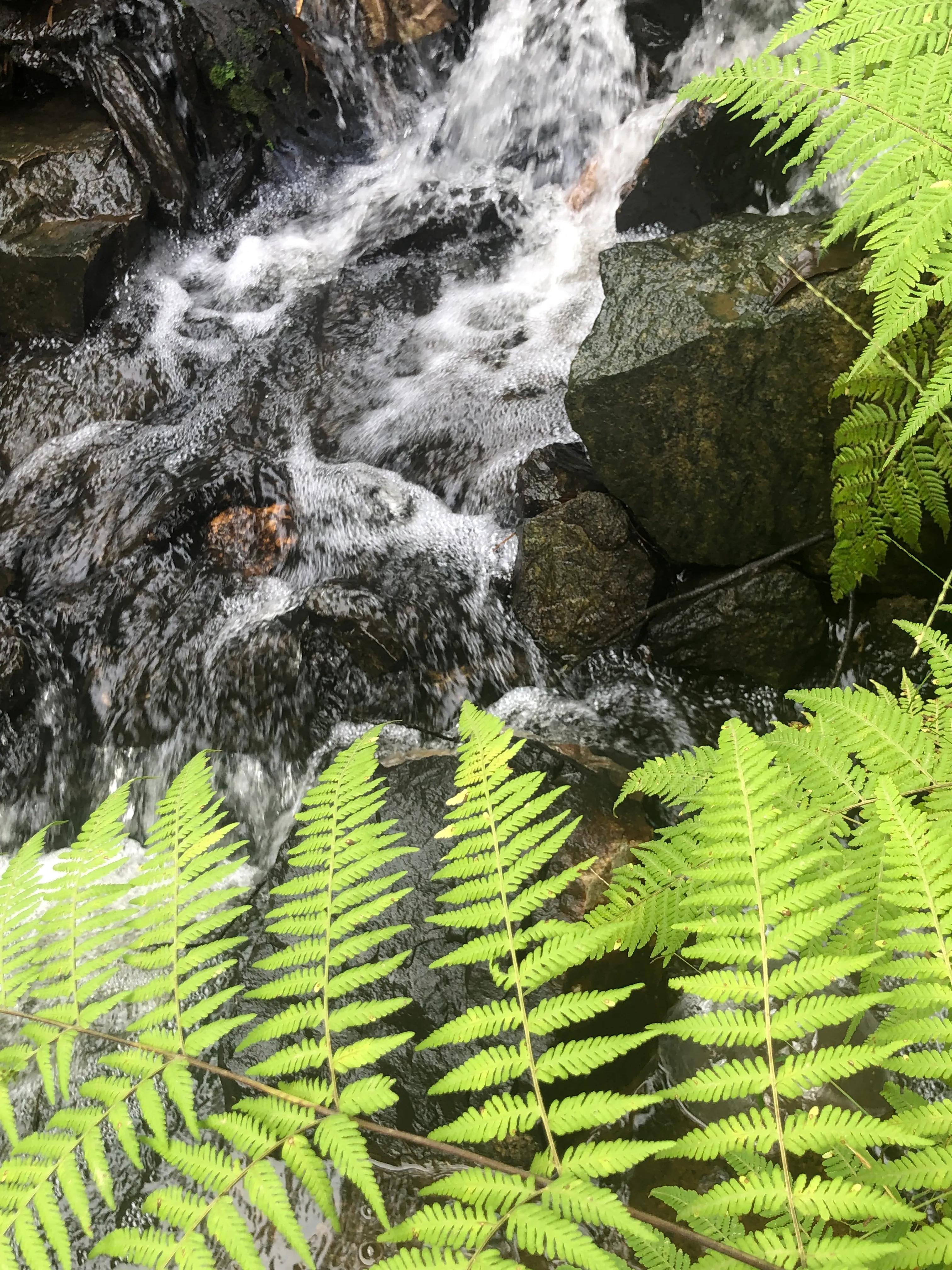 娣卞北鑰佹灄閲庤彍妞嶇墿,鍘诲璁垮北闂寸殑閲庣敓鏈崏妞嶇墿