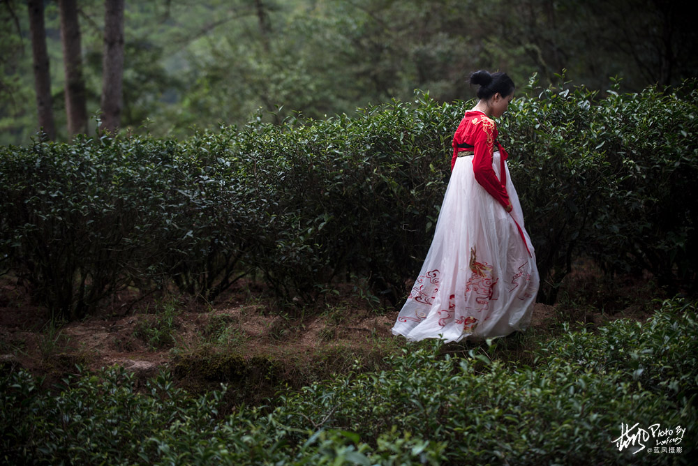 每克卖一万，这几株岩壁上的大红袍茶树，堪称武夷山的镇山之宝