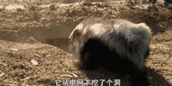 平头哥蜜獾复仇,蜜獾平头哥复仇