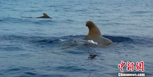 鲸类抹香鲸,搁浅抹香鲸成功放归深海首次成功