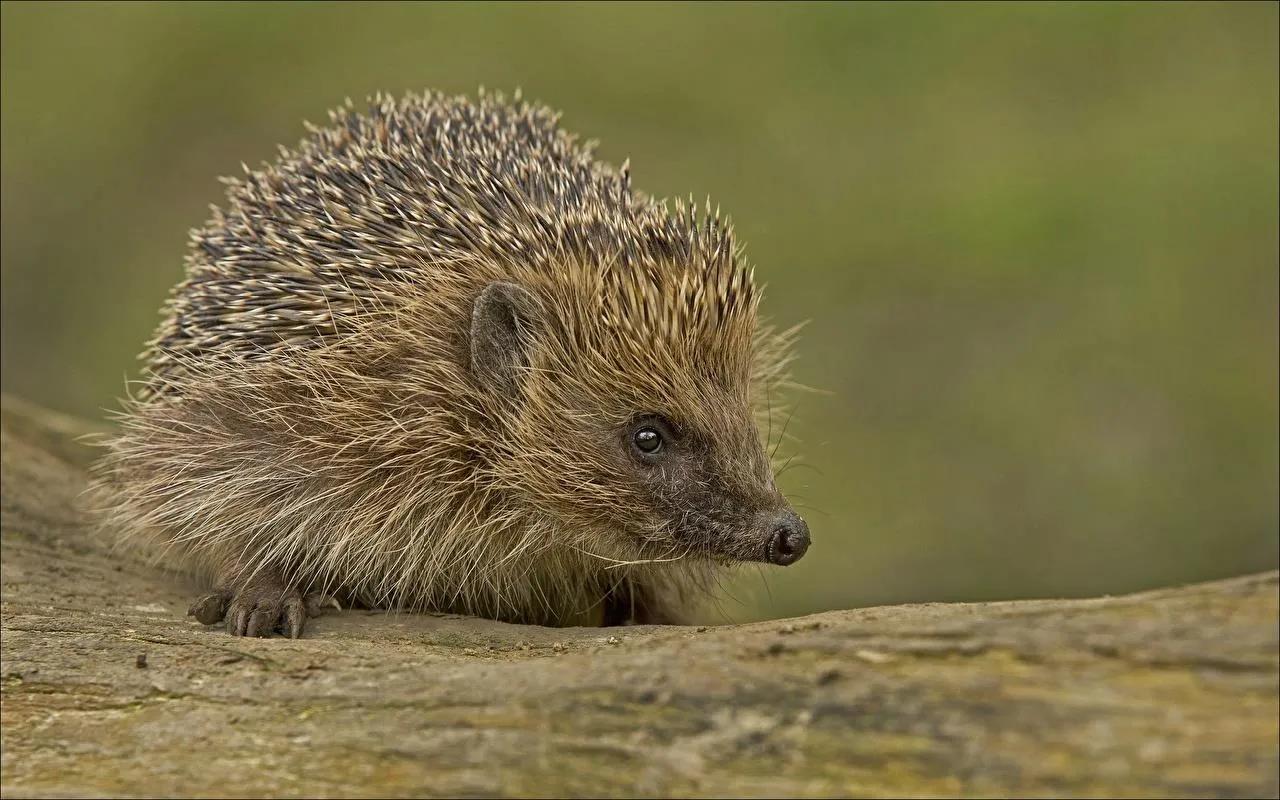 刺猬为什么不能放到外面,刺猬为什么不能玩