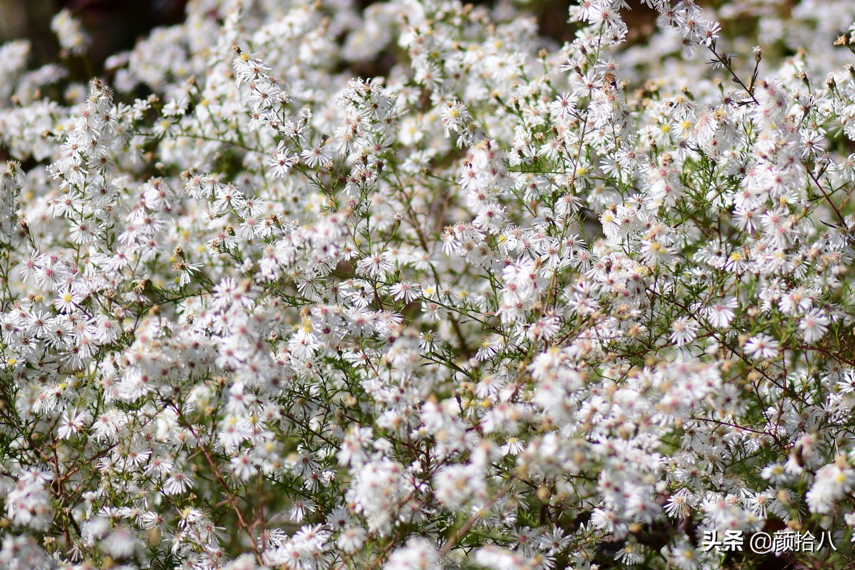 扶不起的绿植,扶不起的绿植视频