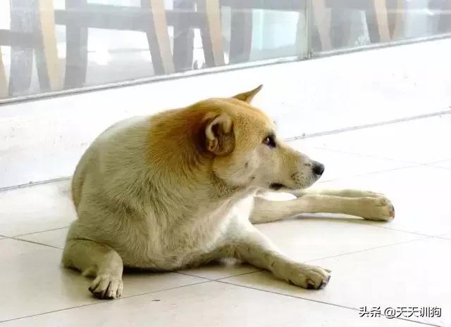 土狗有虫子怎么养,土狗养什么最旺