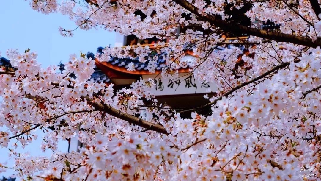 三大赏樱胜地哪个地方樱花最多,国内赏樱花的最佳地点