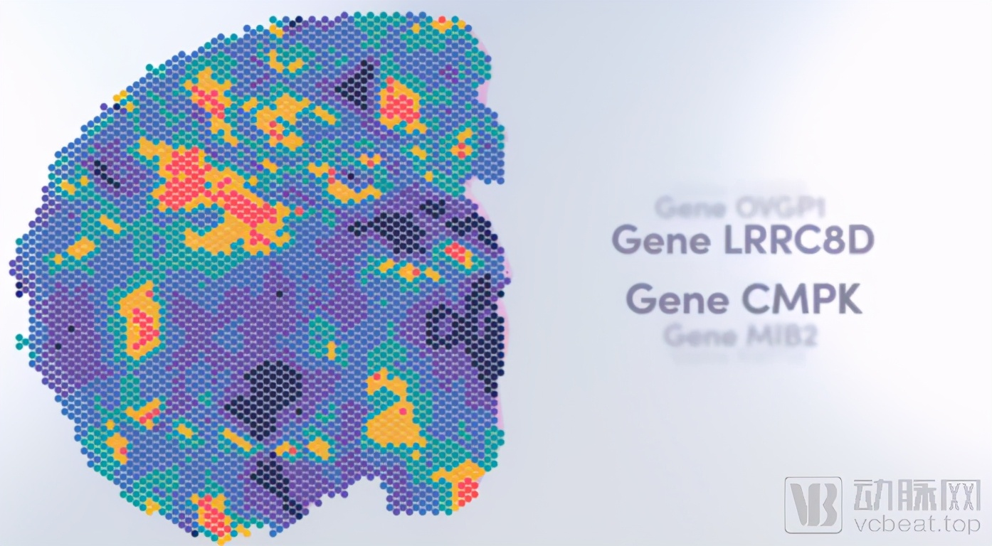 空间转录组测序,空间转录组测序公司