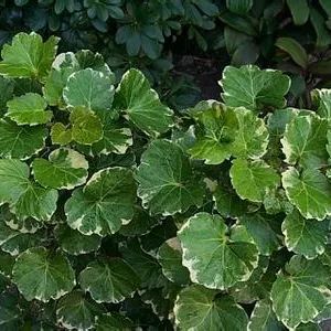 全部金木水火土五行五系植物介绍,五种植物代表五行