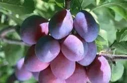 进口水果常见的有哪些,选购进口水果要注意什么