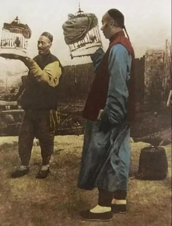 百灵鸟讲究,百灵叫十三口