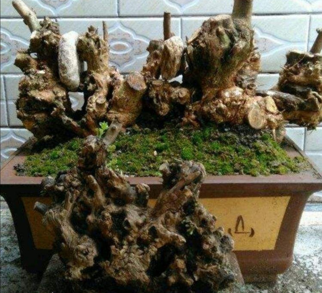 山上适合做盆景的树,山上有什么树做盆景