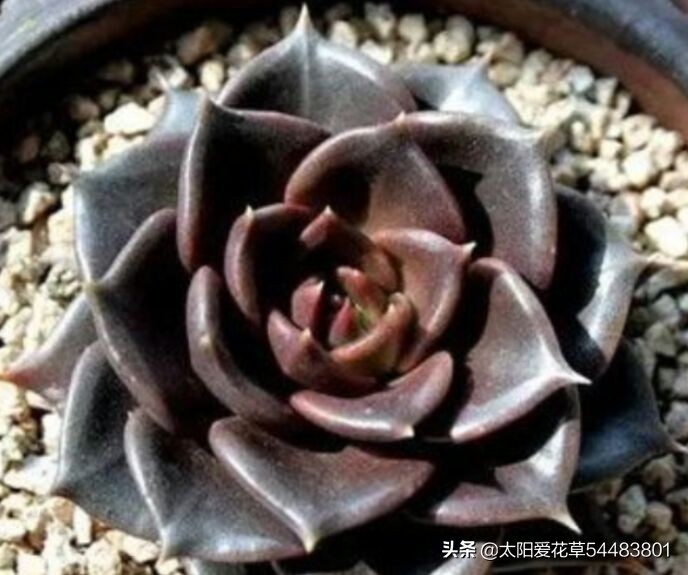 黑王子怎么养护多肉,夏季怎么养多肉黑法师避免成光杆