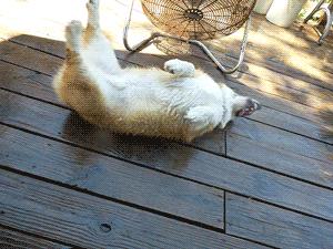 夏天太热怎么让狗狗变得凉快,夏天热狗狗怎么降温