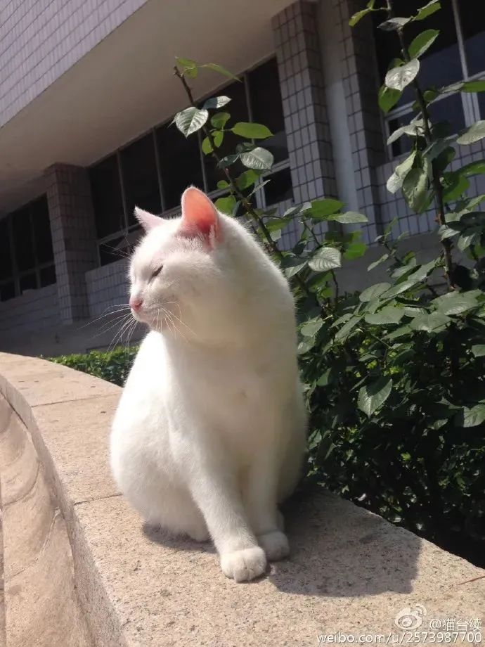 没想到,央视的名嘴们全都是猫奴