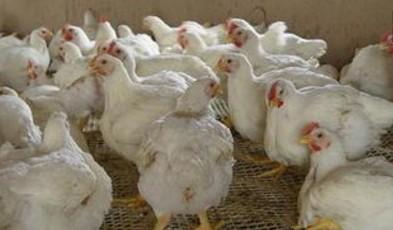 肉鸡拉稀特效药,肉鸡拉稀