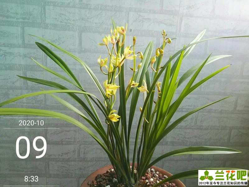 鍏拌姳浠锋牸鏆磋穼鍘熷洜鍒嗘瀽,鐤儏鏈熼棿鍏拌姳浠锋牸璧板娍