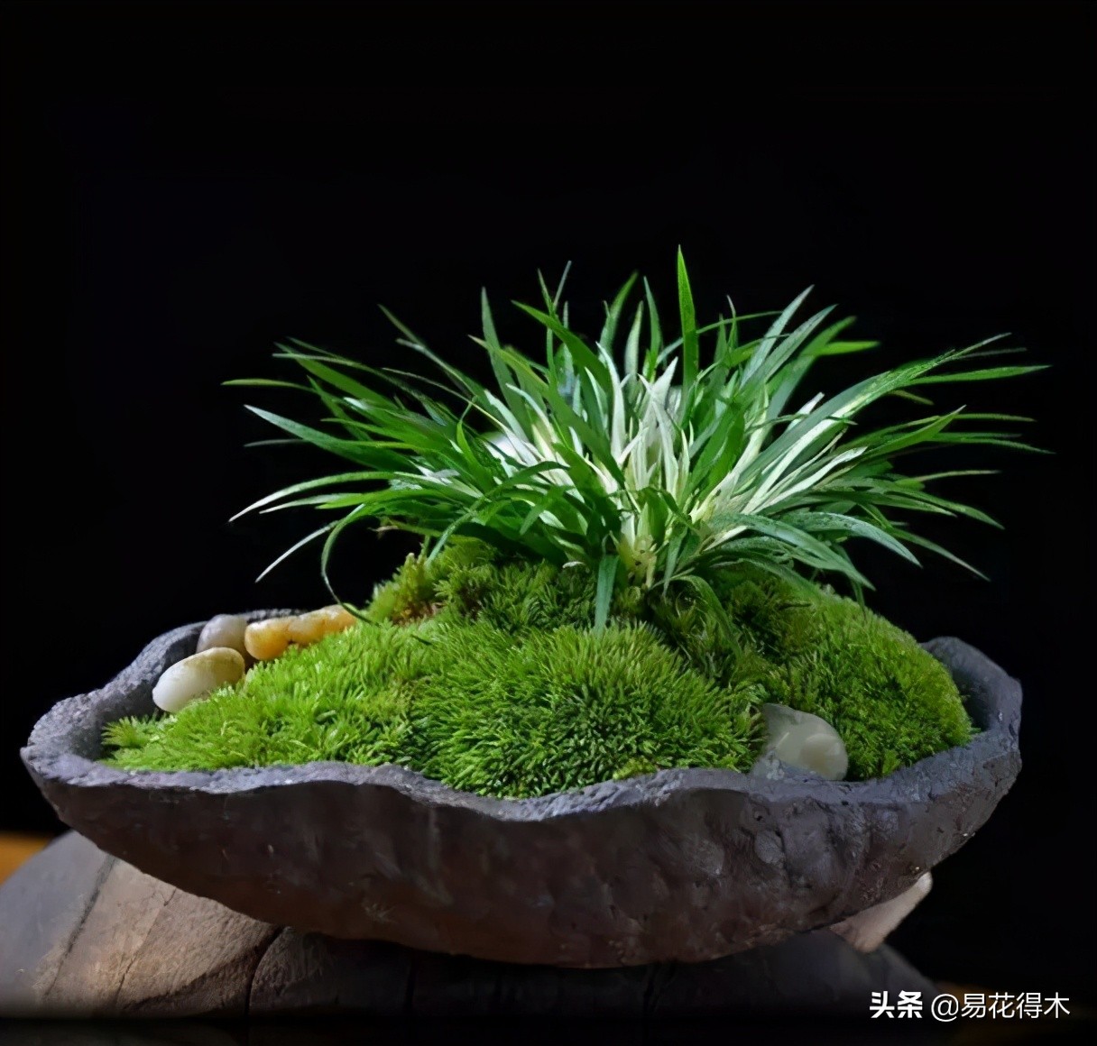 四季开花香味浓的观花植物,观叶型花卉有哪些花可以吃