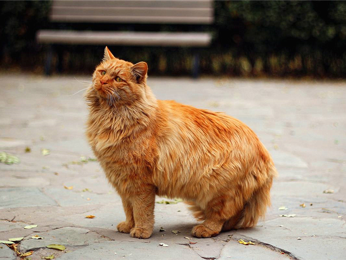 猫咪毛发变颜色是怎么回事,辟谣猫咪谣言