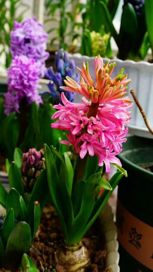 开过的风信子怎么处理,开过的风信子花球怎样处理