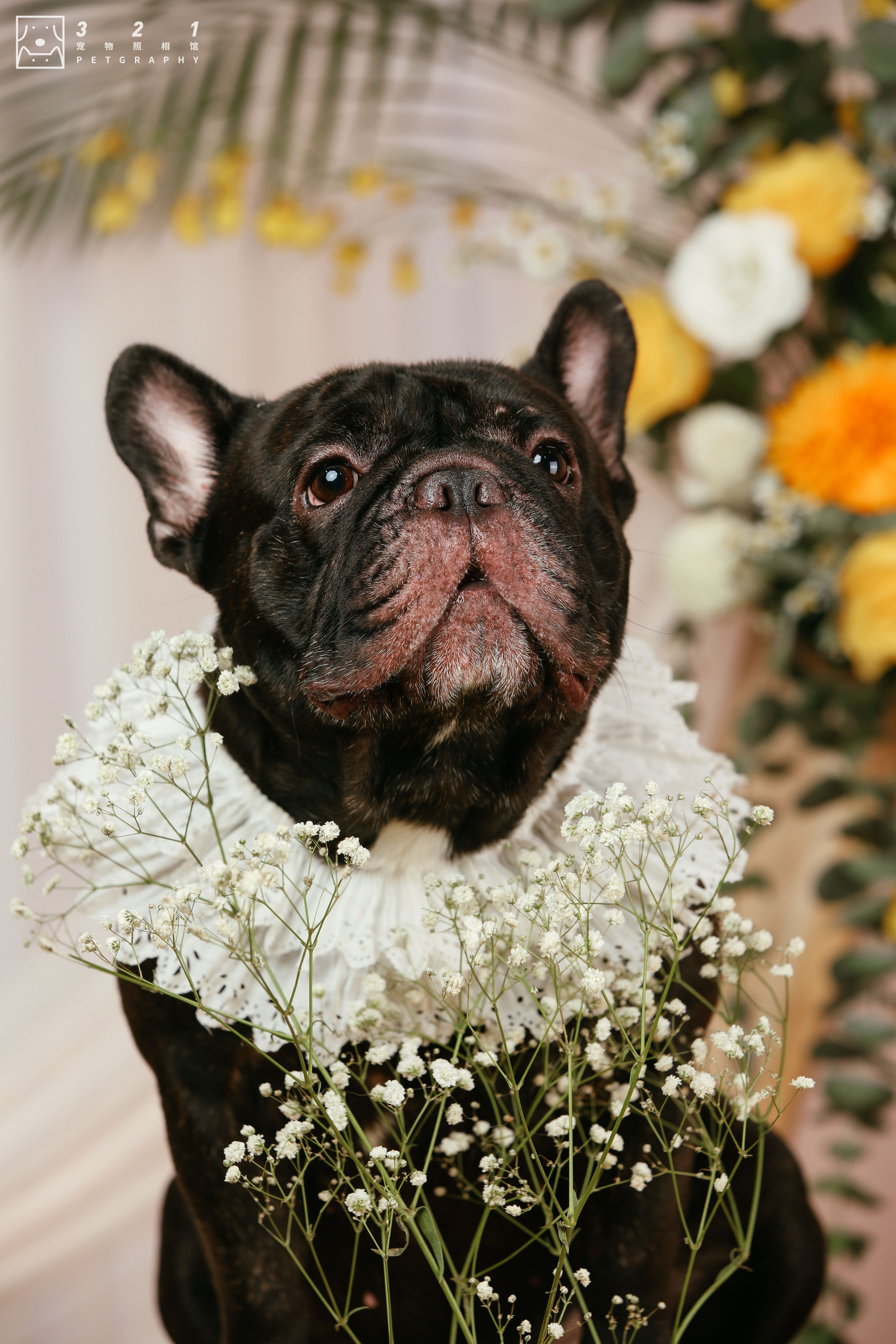 宠物狗结婚也是要仪式感的,给狗狗办婚礼的感受