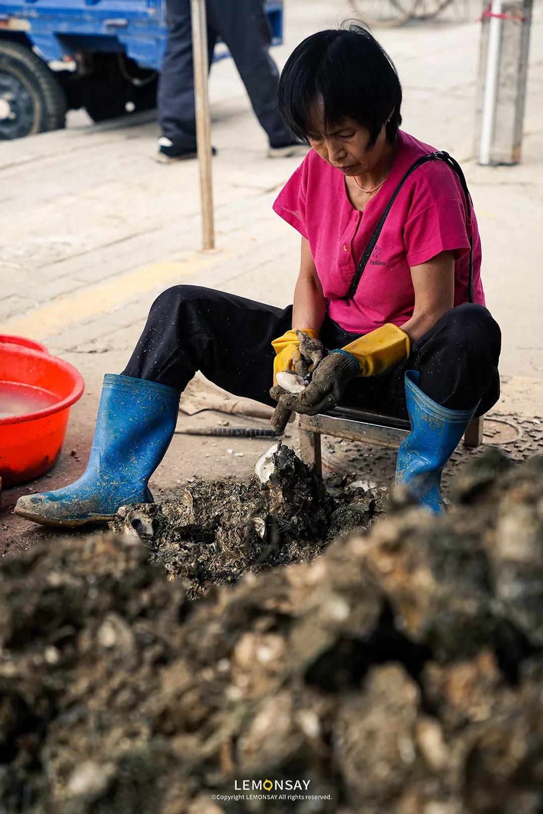 沙井的蚝,沙井为什么这么多蚝
