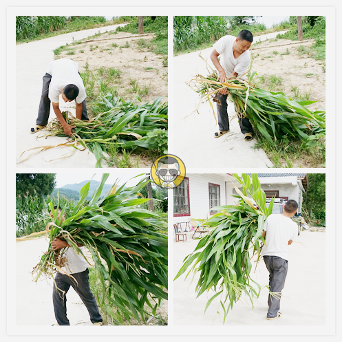 草鱼窝料水库,夏季专攻草鱼的窝料