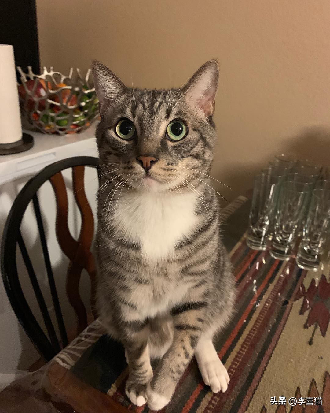 猫咪流泪是什么原因出问题了,导致猫咪流泪的原因