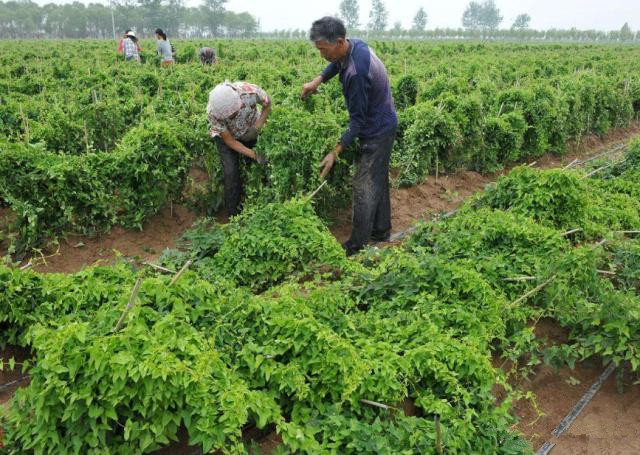 山药打孔种植方法和技术,管道无土栽培山药种植方法