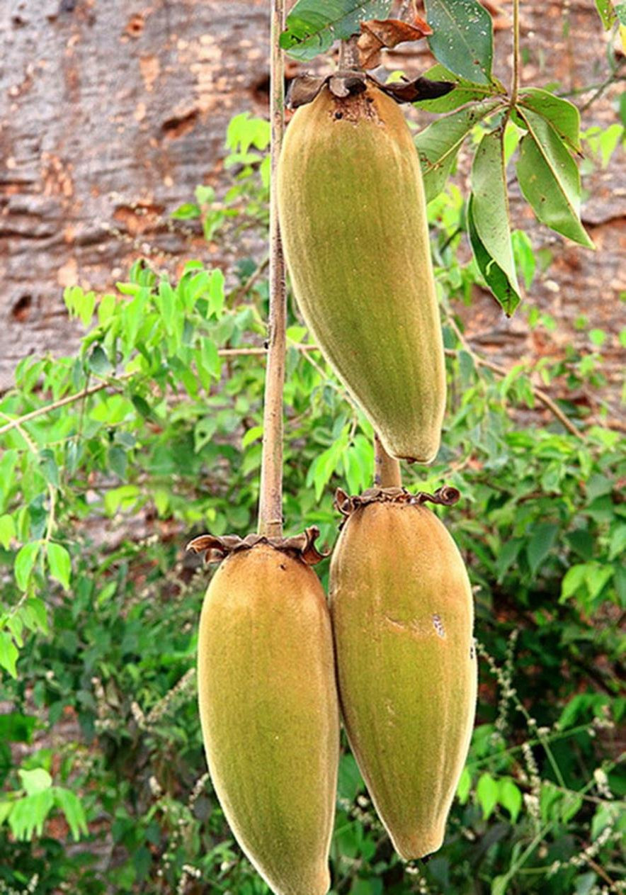 百种味道的果子,四季百种果子图片