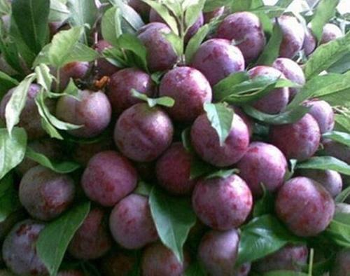 外国李子咄咄逼人，我国仅有祖传的三华李能与之一战？