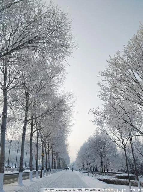 杨树的简介,杨树的全部作品