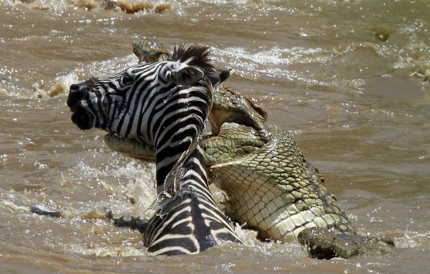 亚马逊河流中最恐怖的存在,亚马逊河流中的八大凶残生物