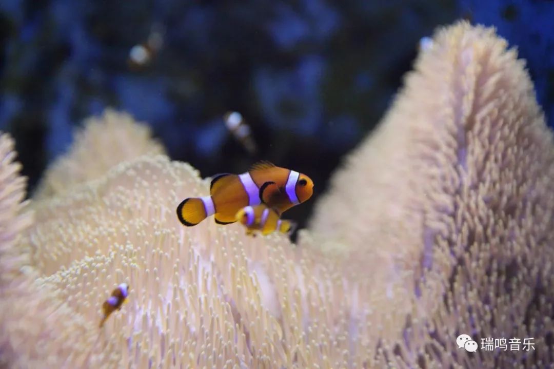 品味老歌畅享生活,漫步人生路1983年版邓丽君完整