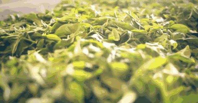 秋天香水橘香,秋季香水