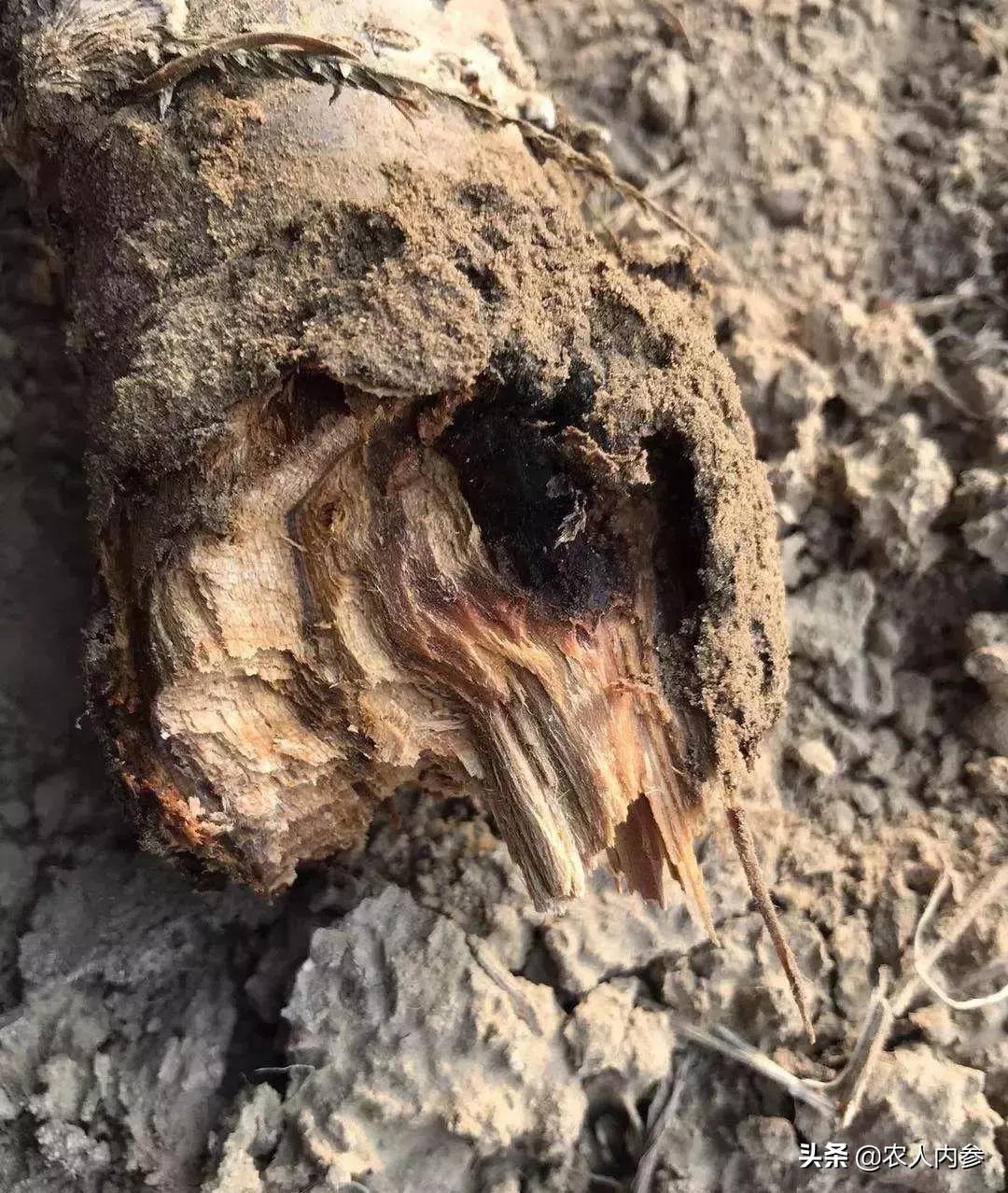 几种果树根部病害的症状识别与防治！