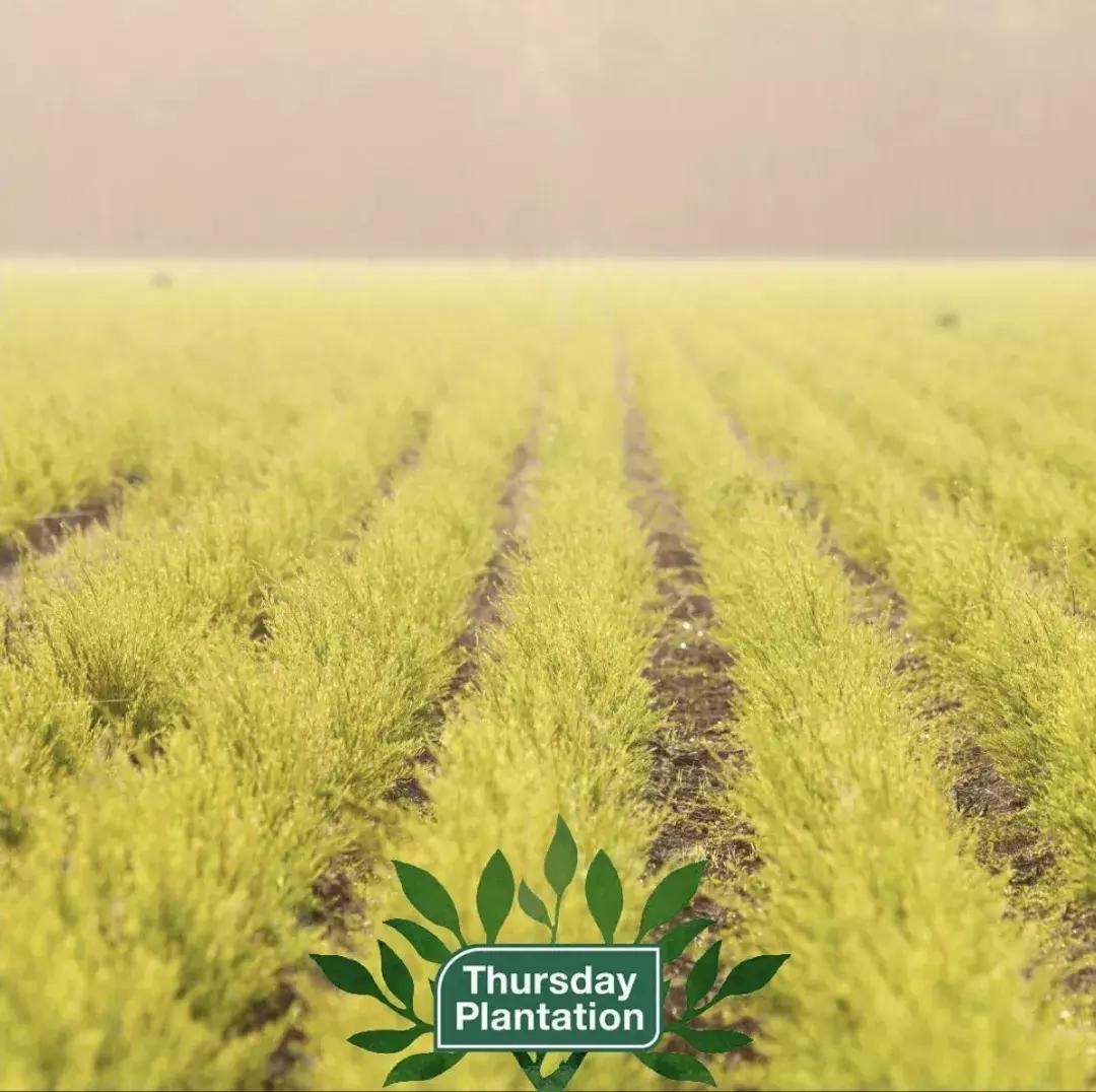 澳洲国民品牌,澳洲茶树祛痘膏欧阳娜娜