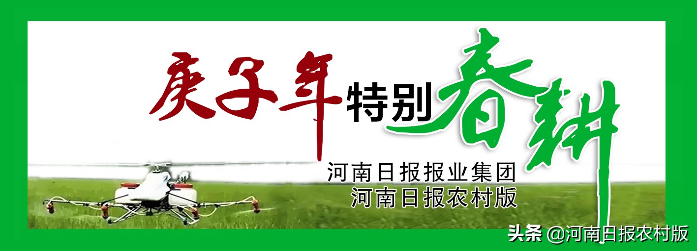 内黄：89万亩小麦已经浇水、施肥63万亩、除草30万亩