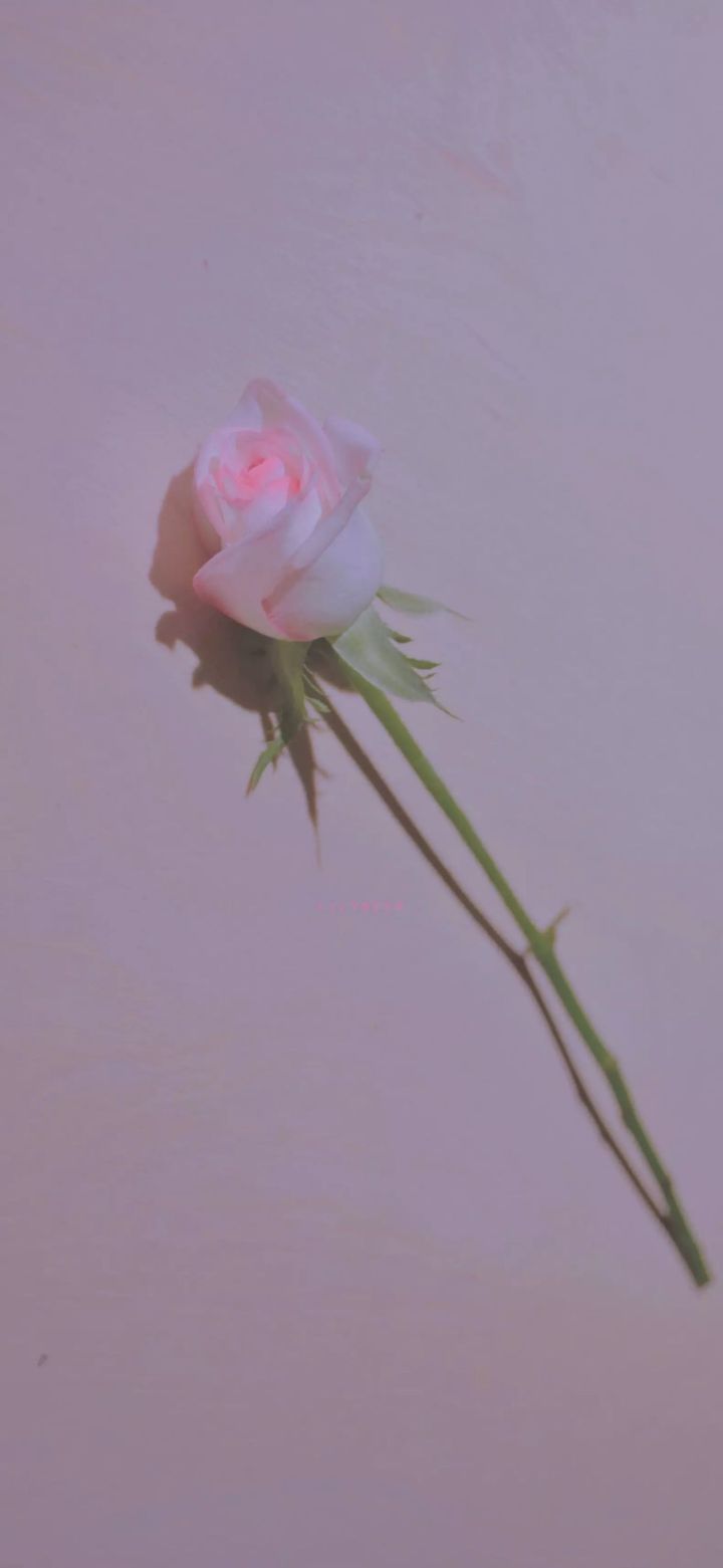 壁纸大全高清手机壁纸,手机壁纸精选高清壁纸