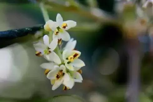 世界各国国花大开眼界美到爆,世界各国国花及国树