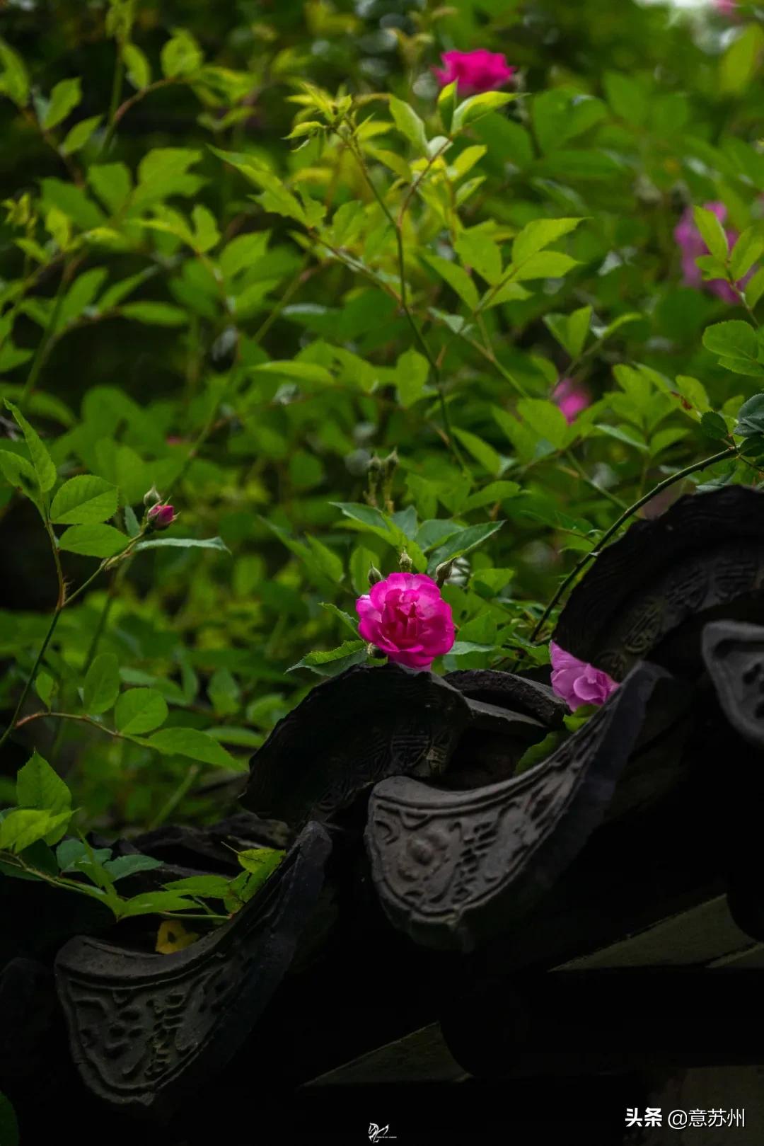 姑苏记艺圃蔷薇,苏州蔷薇艺圃