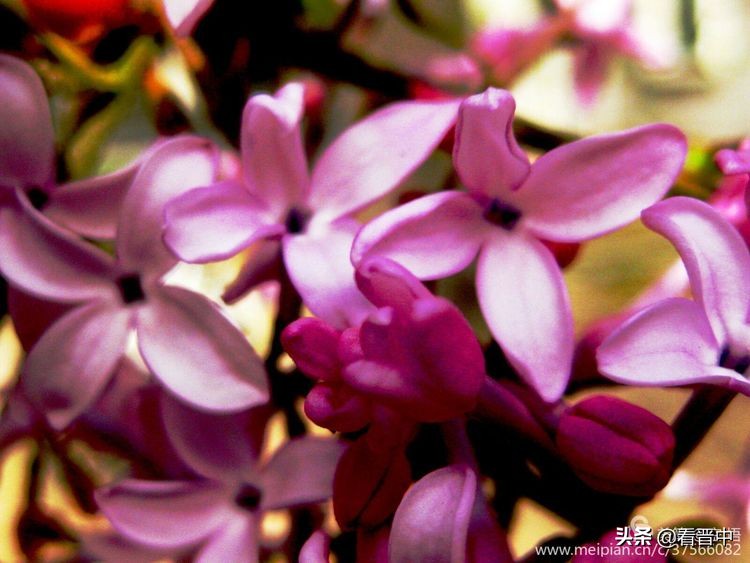 山西农大美丽的校园,山西农大校园风光