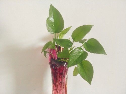 绿萝怎么才不烂根黄叶,绿萝黄叶别发愁2个妙招帮解决