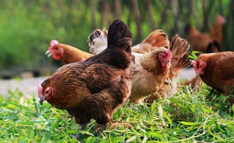 放弃70万的年薪回农村,放弃80万年薪回农村