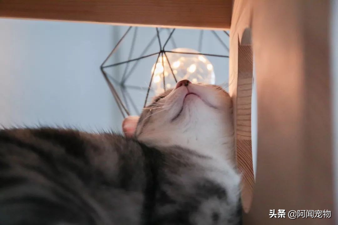 在家给猫咪洗澡要注意什么,在家给猫咪洗澡教程