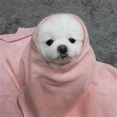 狗鼻子湿说明生病不严重吧,狗狗鼻子不湿润就是有病还没好吗